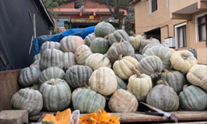 Beykoz’da Bal Kabağı Mevsimi